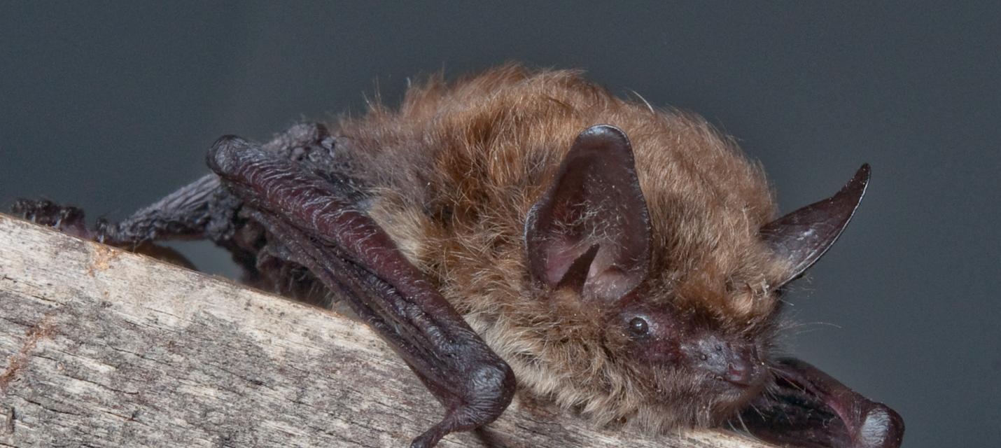 Bartfledermaus