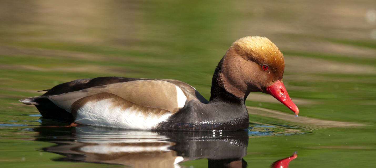 Wasservogel
