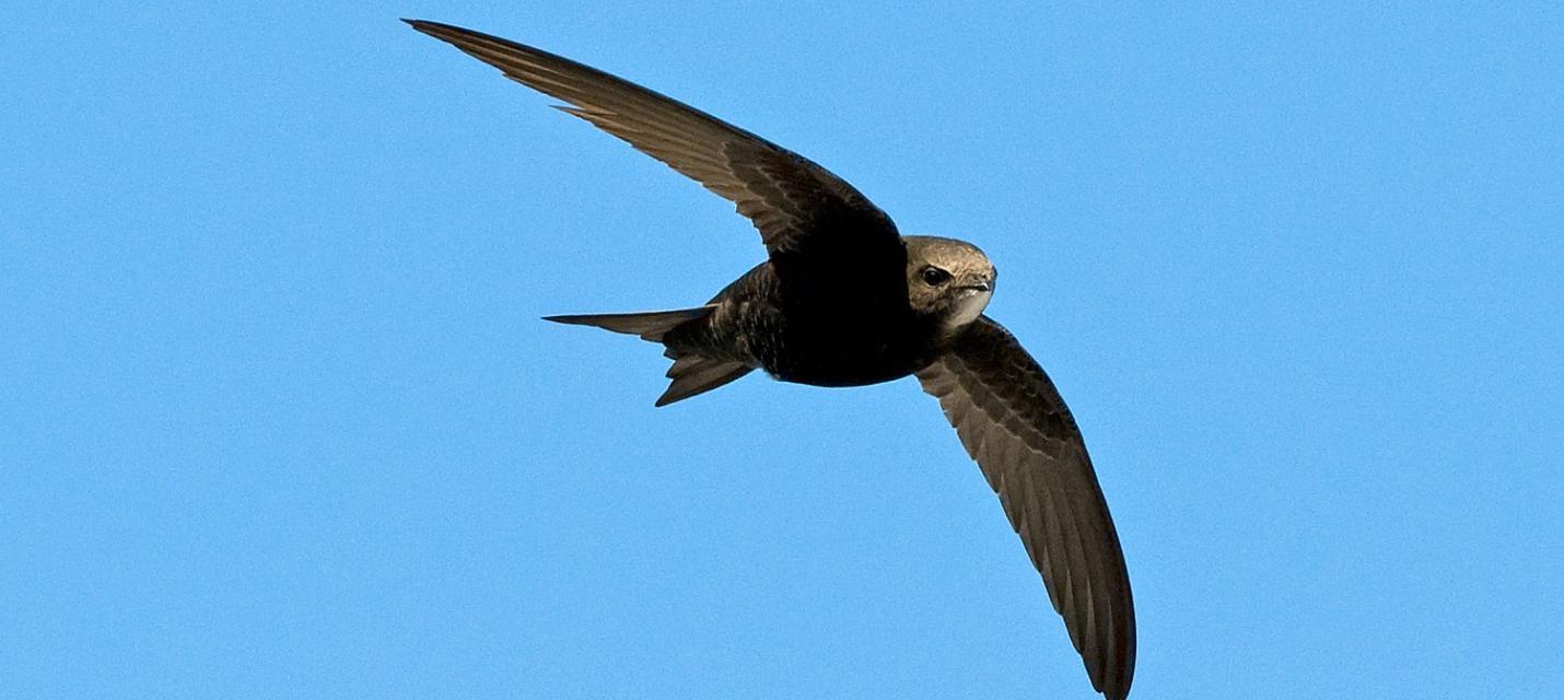 Mauersegler
