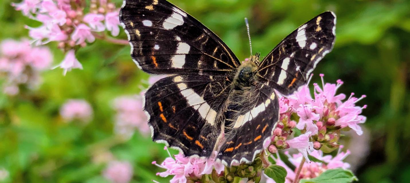 Flower and butterfly