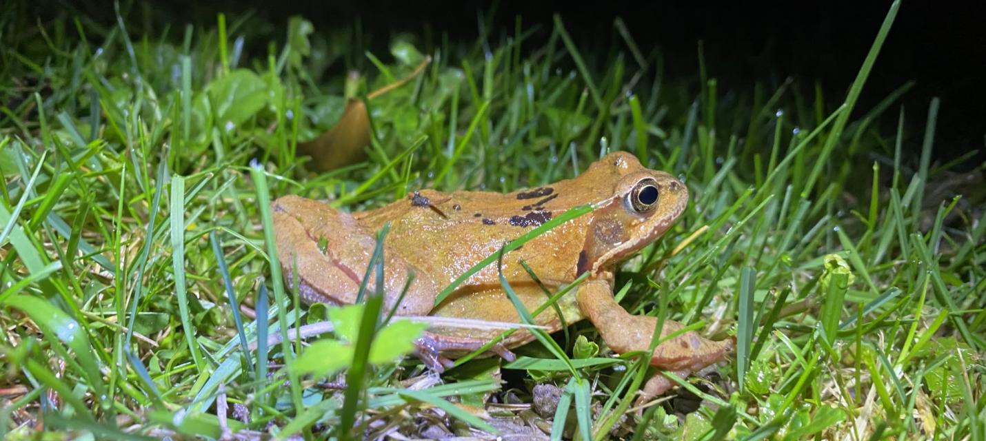 Grasfrosch