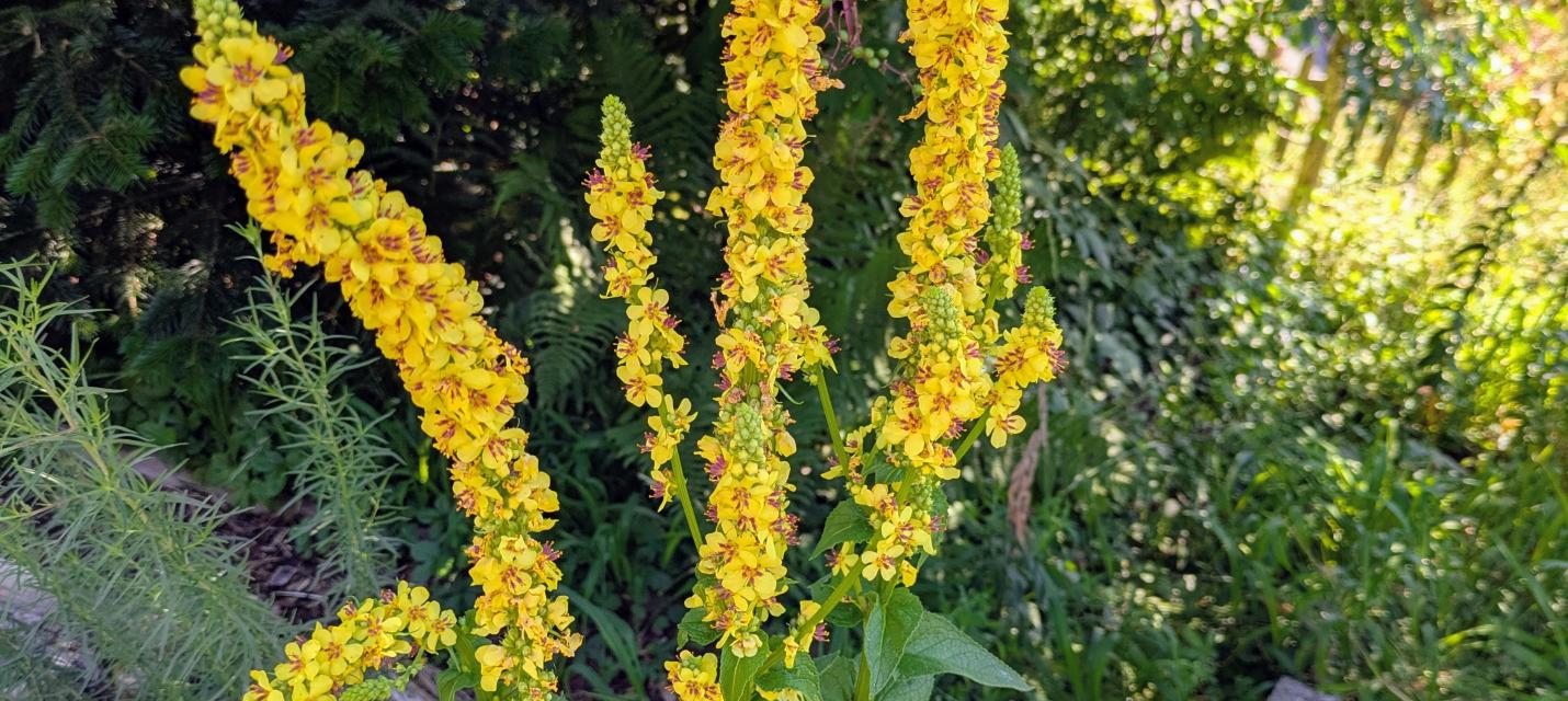 Flowers