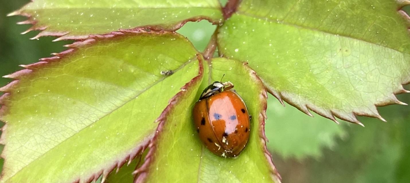 Ladybug