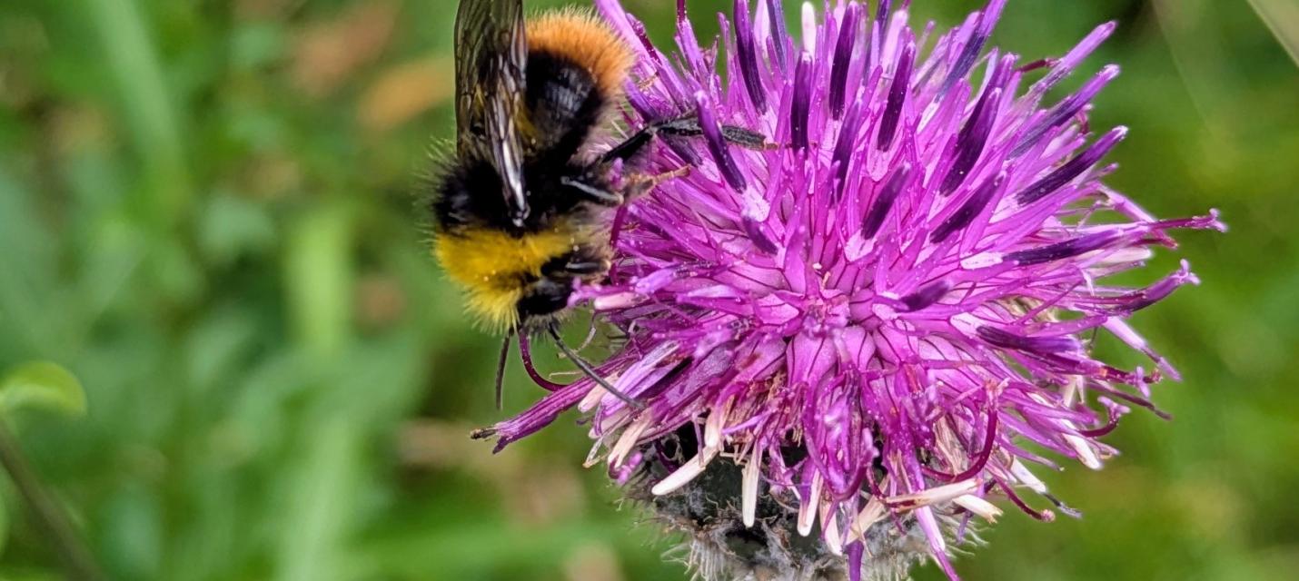 Biene und Blume