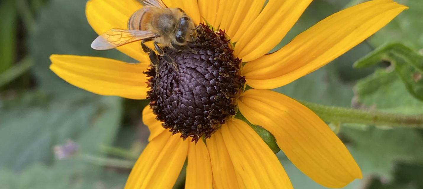 Biene und Rudbeckia