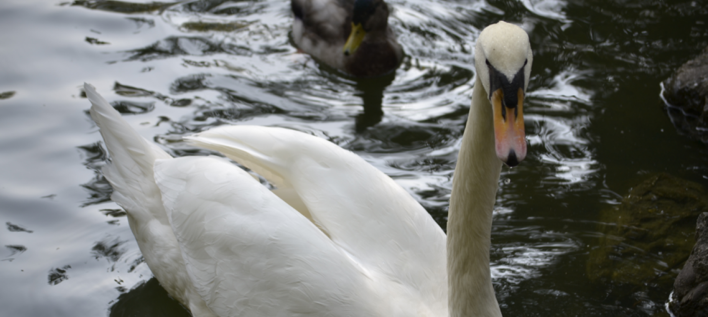 Schwan