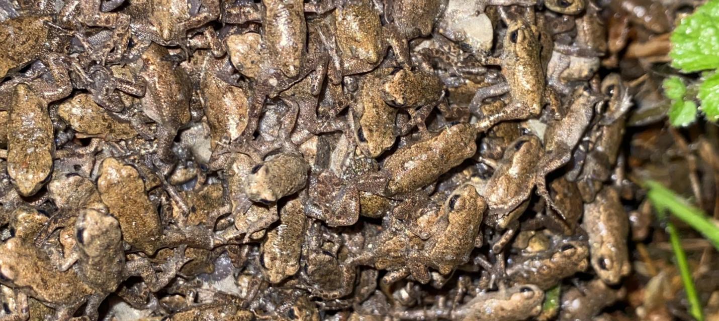 Toadlets