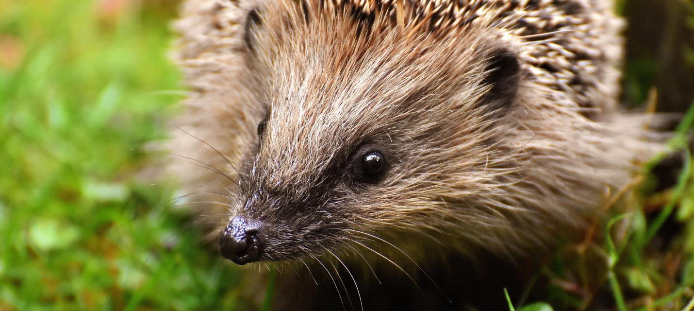 Igel