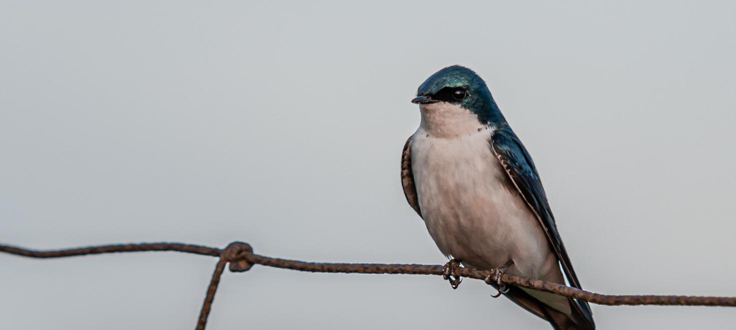 Swallow