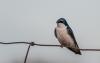 Swallow