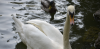 swan