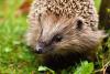 Igel